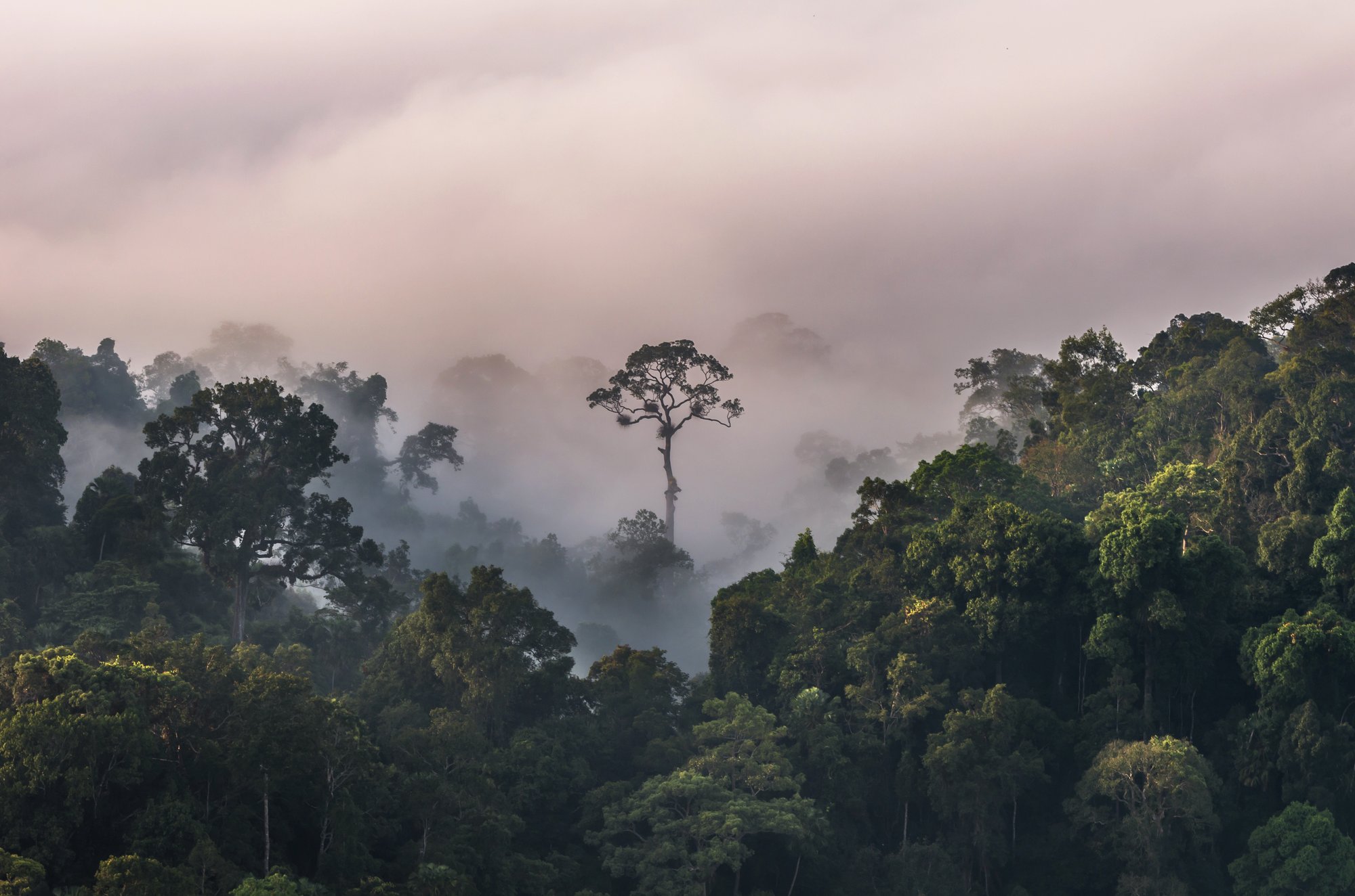 Rain forest