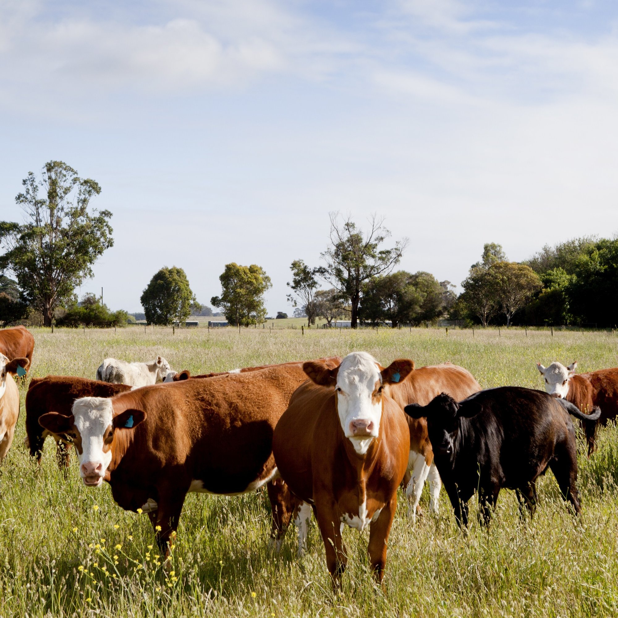 Cows standing in field, portrait square